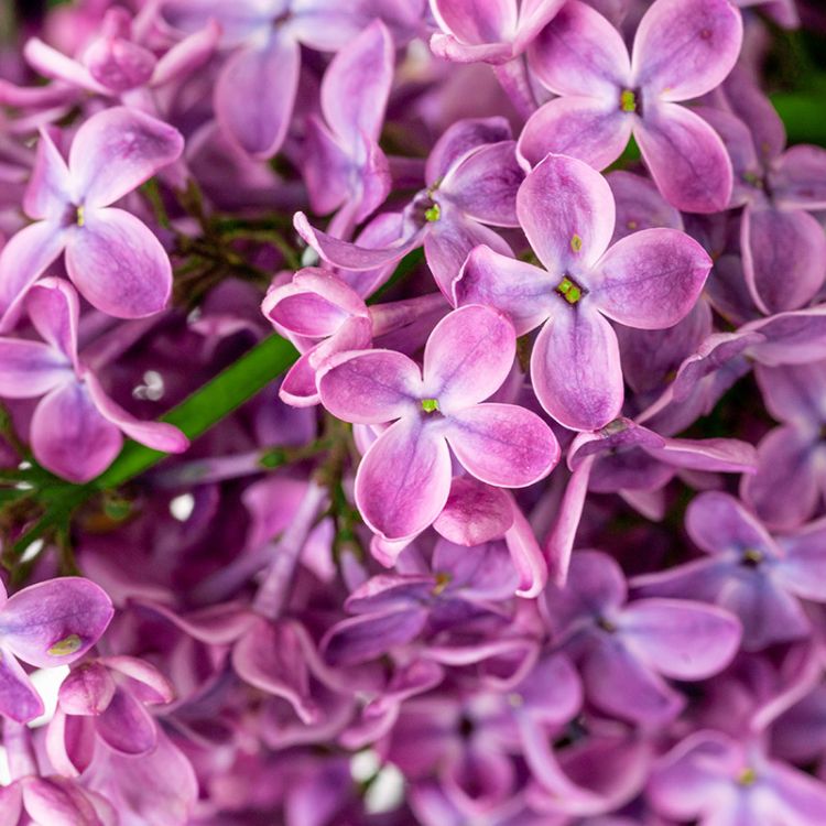 Norflor sustrato de flores